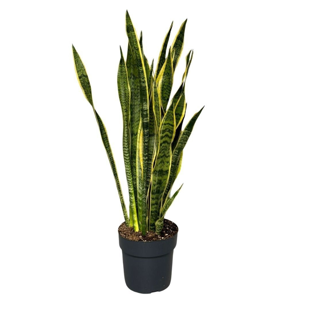 Growplant Sansevieria Laurentii Pack of 1