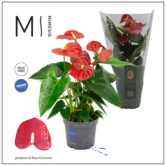 Anthurium Karma Red 45cm 12cm Pot