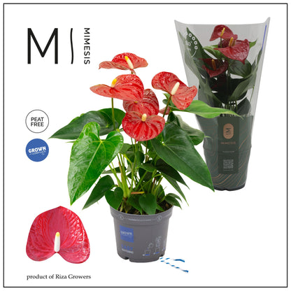 Anthurium Karma Red 45cm 12cm Pot