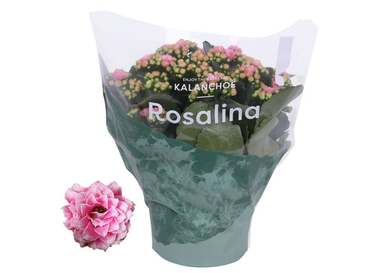 Kalanchoe Rosalina Don Alano 27cm 15cm Pot