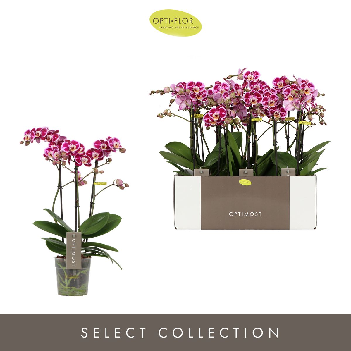 Phalaenopsis mf Bubbles 45cm 12cm Pot