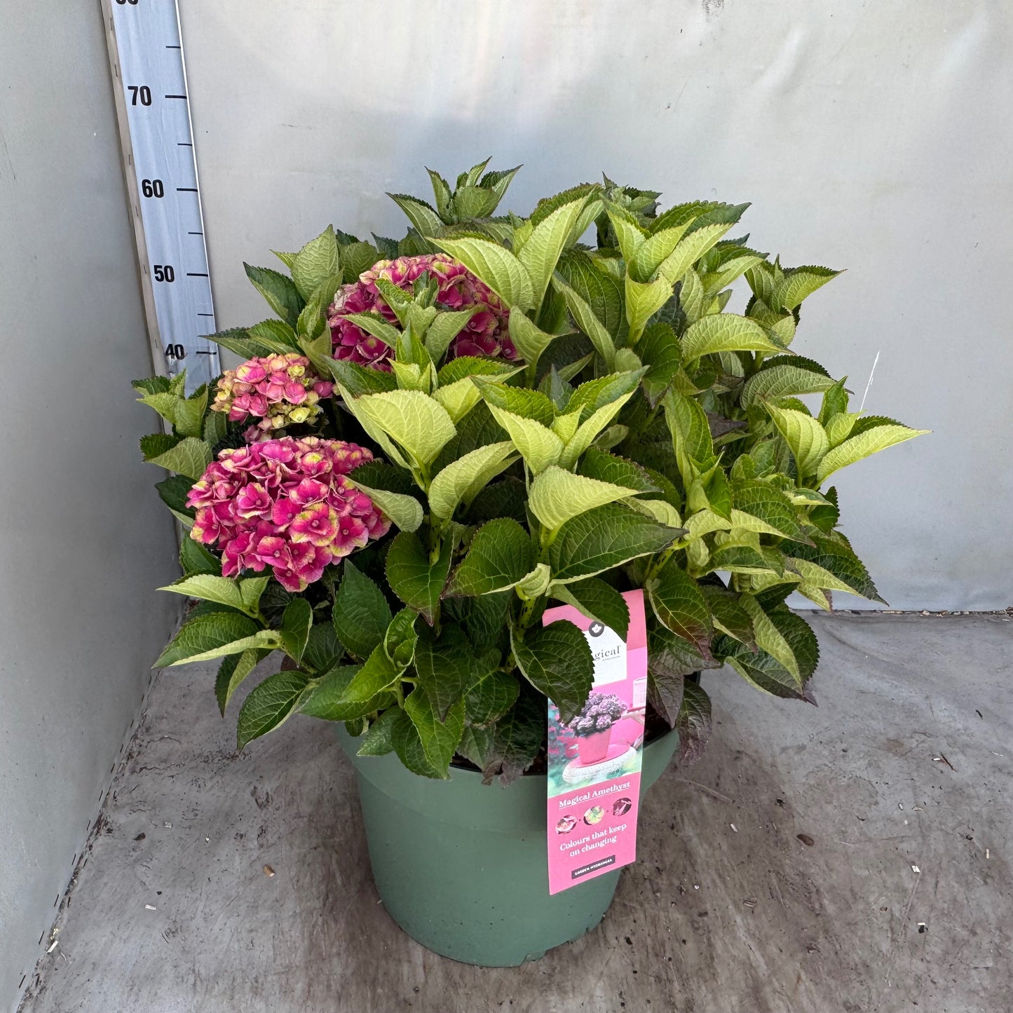 Hydrangea macr. Magical Amethyst 50cm 35cm Pot