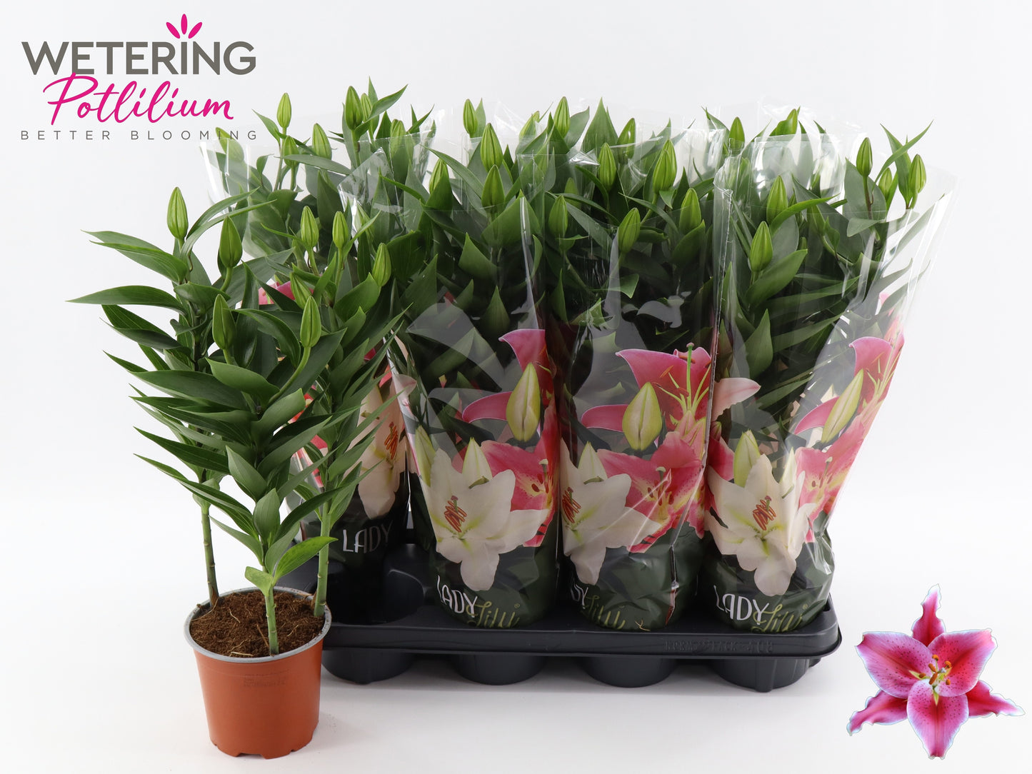 Lilium or. After Eight 50cm 13cm Pot