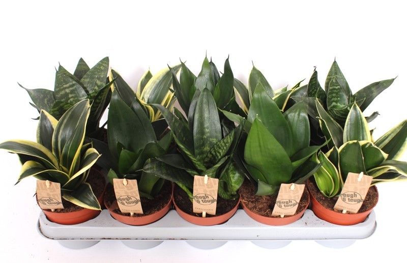 Sansevieria Hahnii mix 20cm 12cm Pot