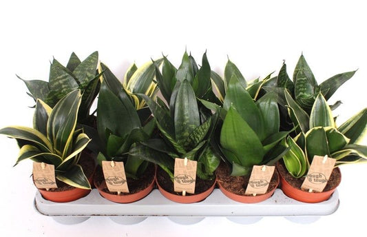Sansevieria Hahnii mix 20cm 12cm Pot