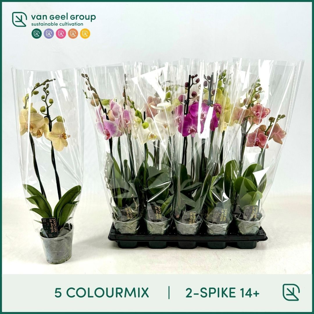 Phalaenopsis mix 55cm 12cm Pot