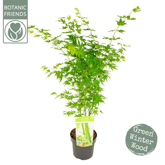 Acer Going Green 55cm 19cm Pot