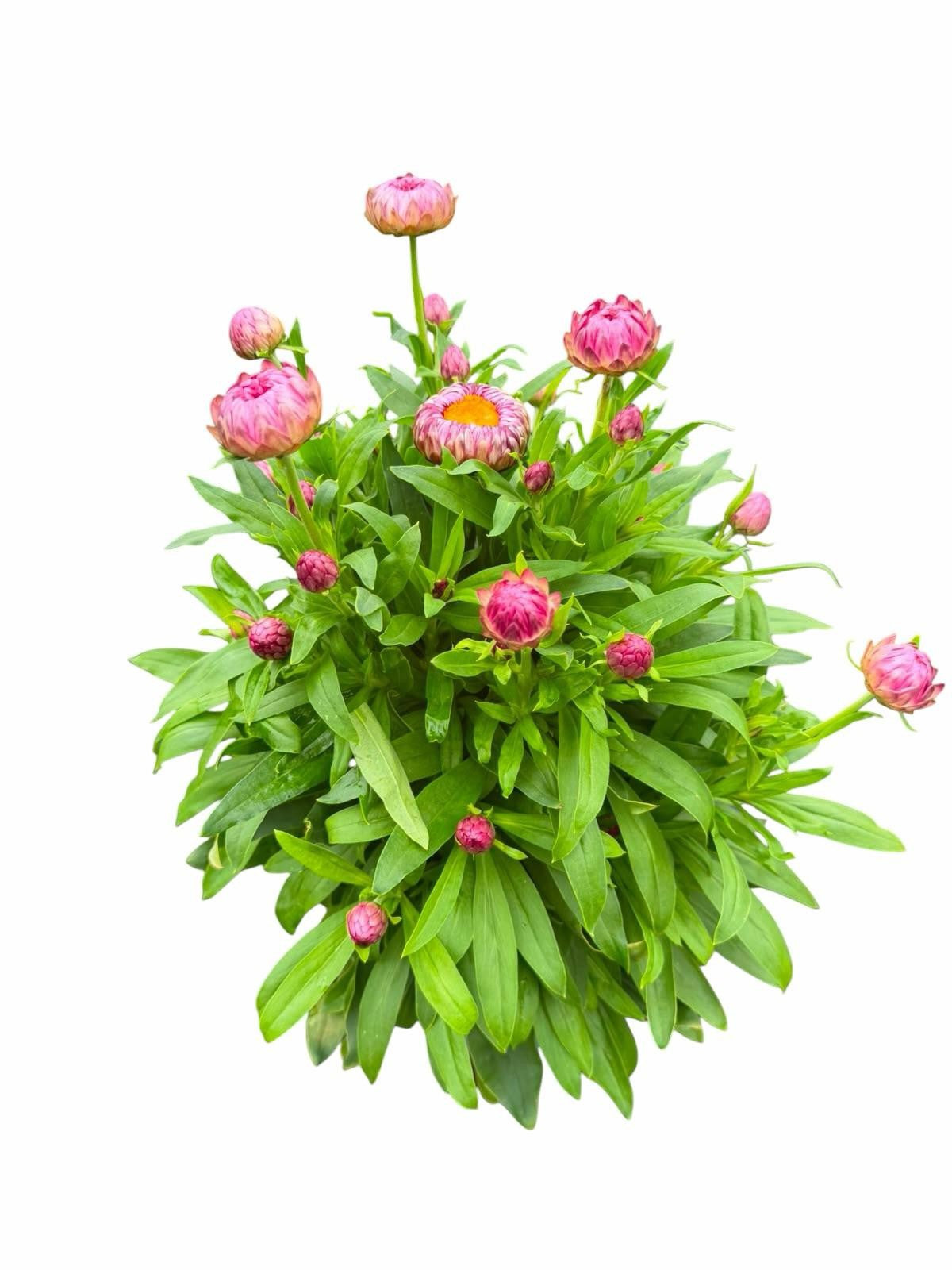 Perennial mix 45cm 19cm Pot