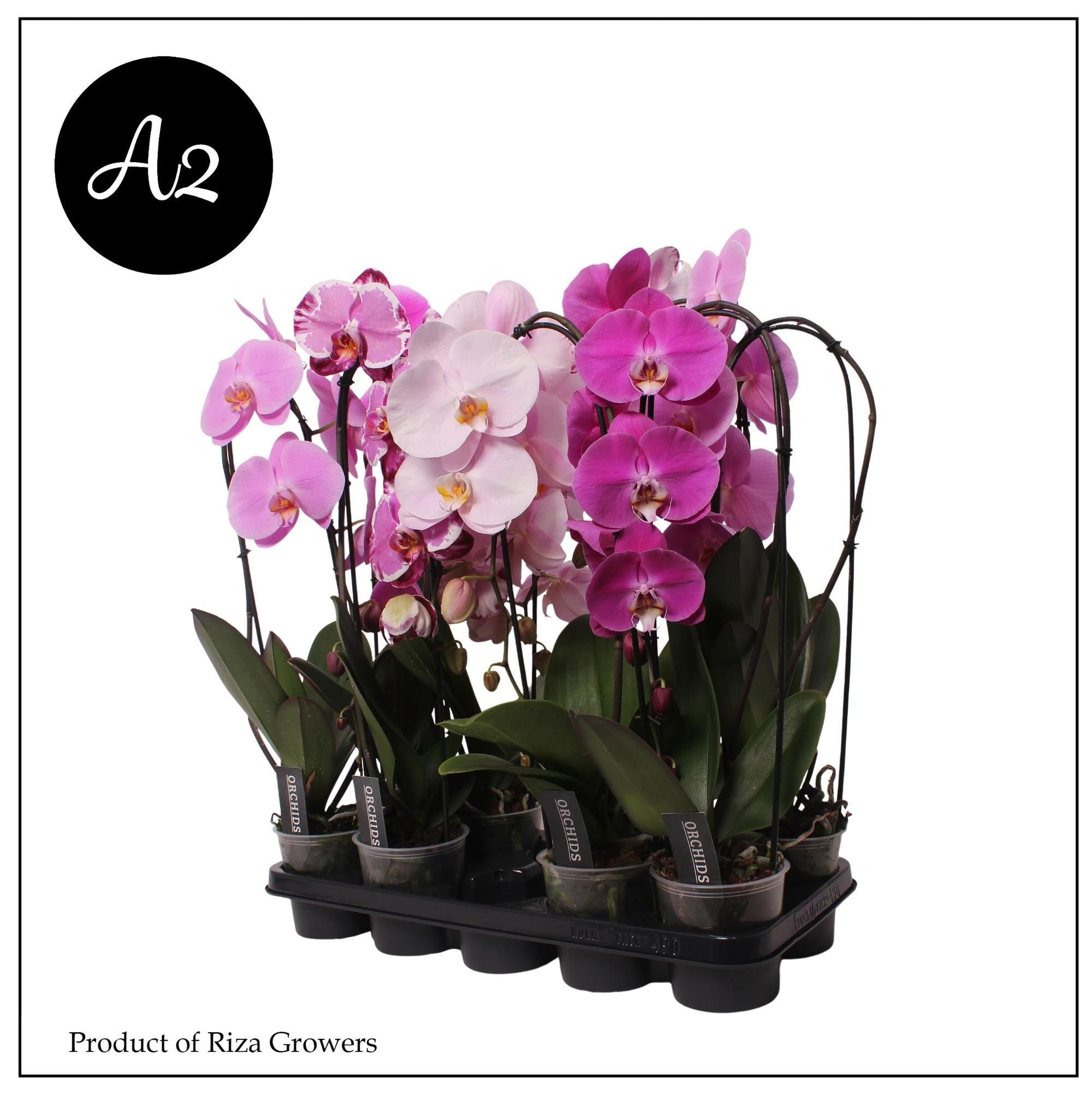 Phalaenopsis mix cascade A2 45cm 12cm Pot