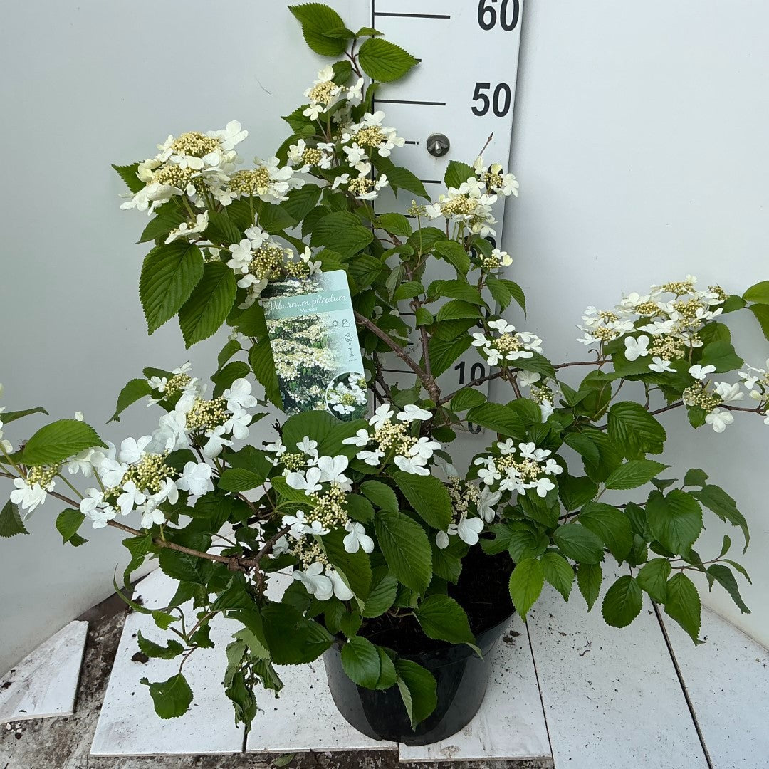 Viburnum plic. Mariesii 60cm 29cm Pot