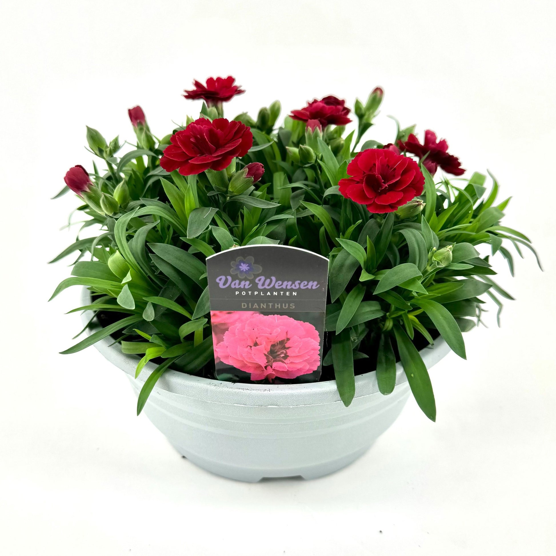 Dianthus Oscar Cherry 22cm 21cm Pot