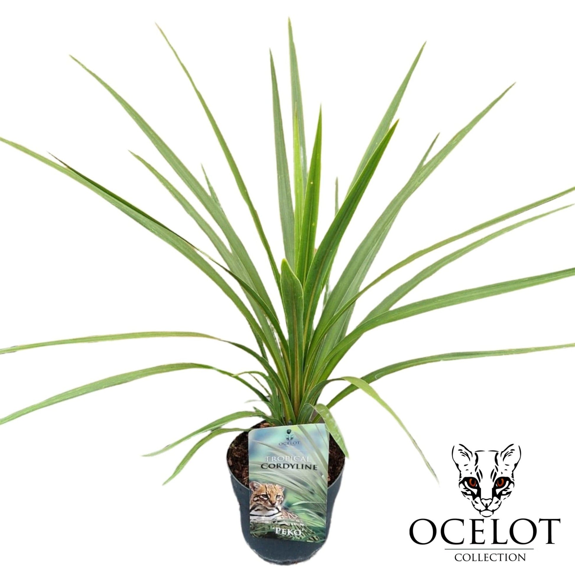 Cordyline indivisa Peko 110cm 17cm Pot