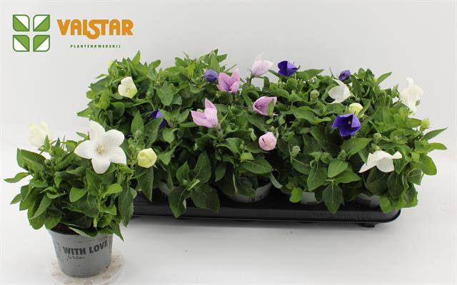 Platycodon graniflorus mix 29cm 12cm Pot