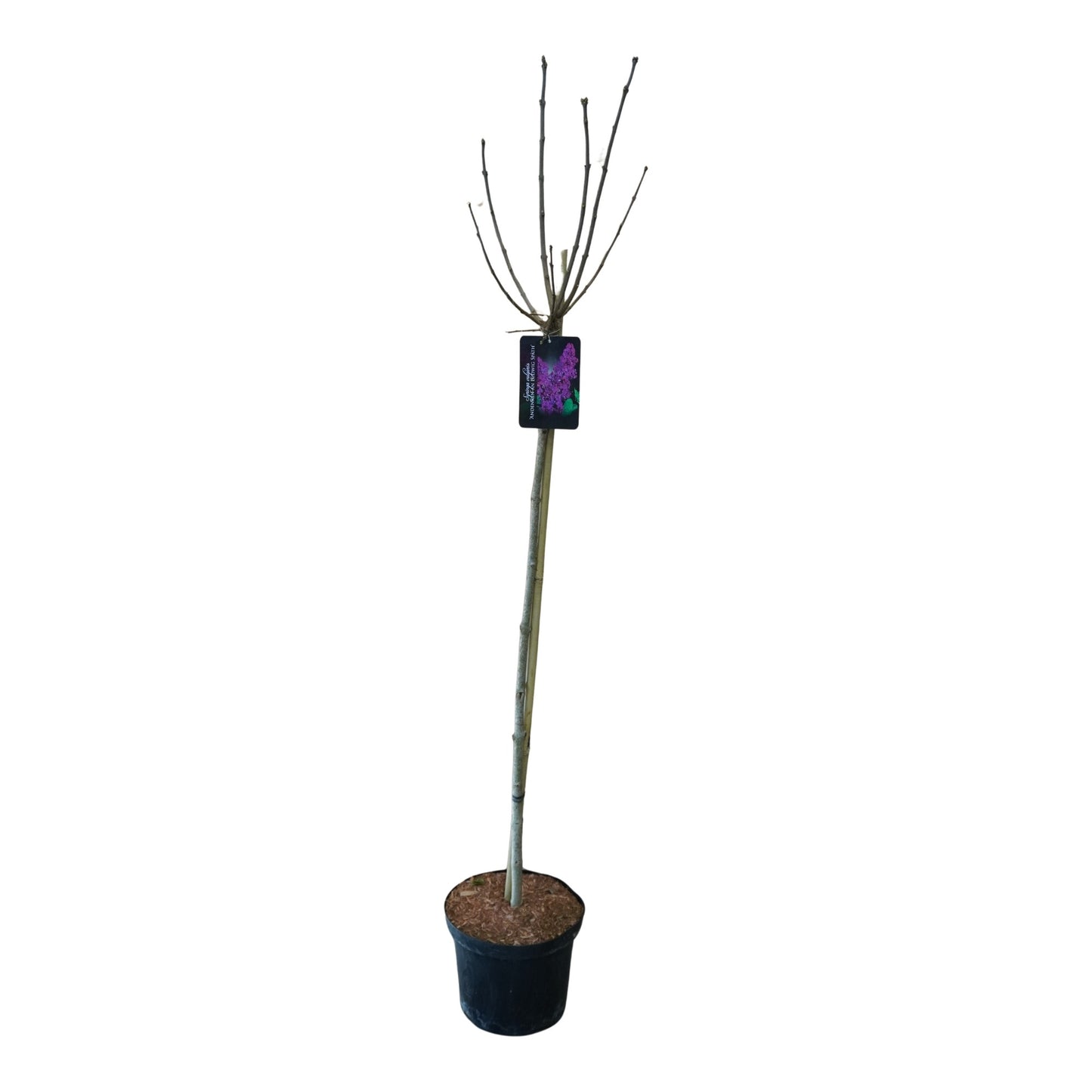 Syringa vul. Andenken an Ludwig Späth 180cm 28cm Pot