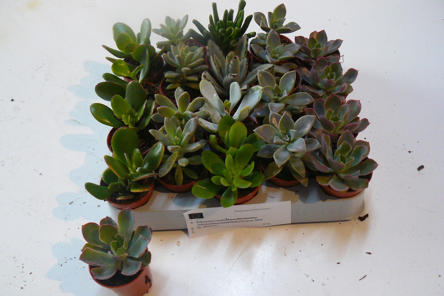 Succulent mix 10cm 5.5cm Pot