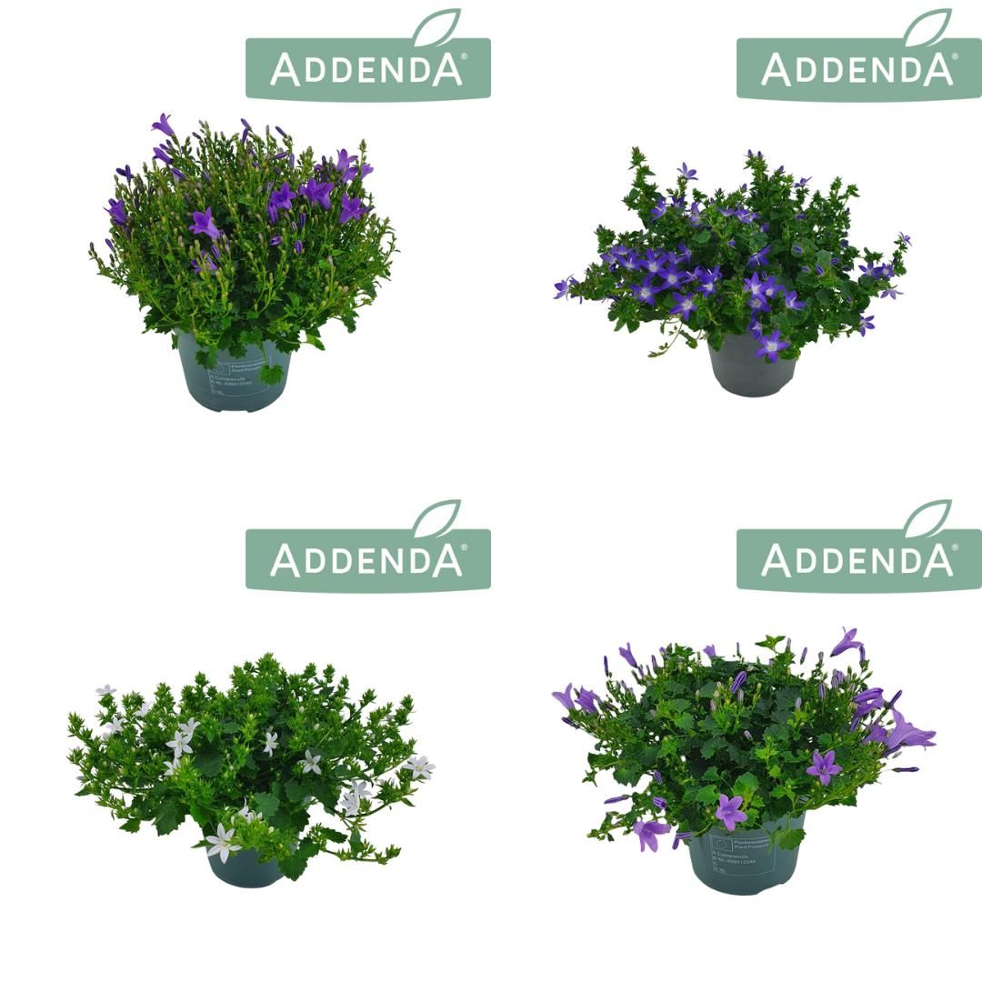 Campanula Addenda mix 22cm 14cm Pot