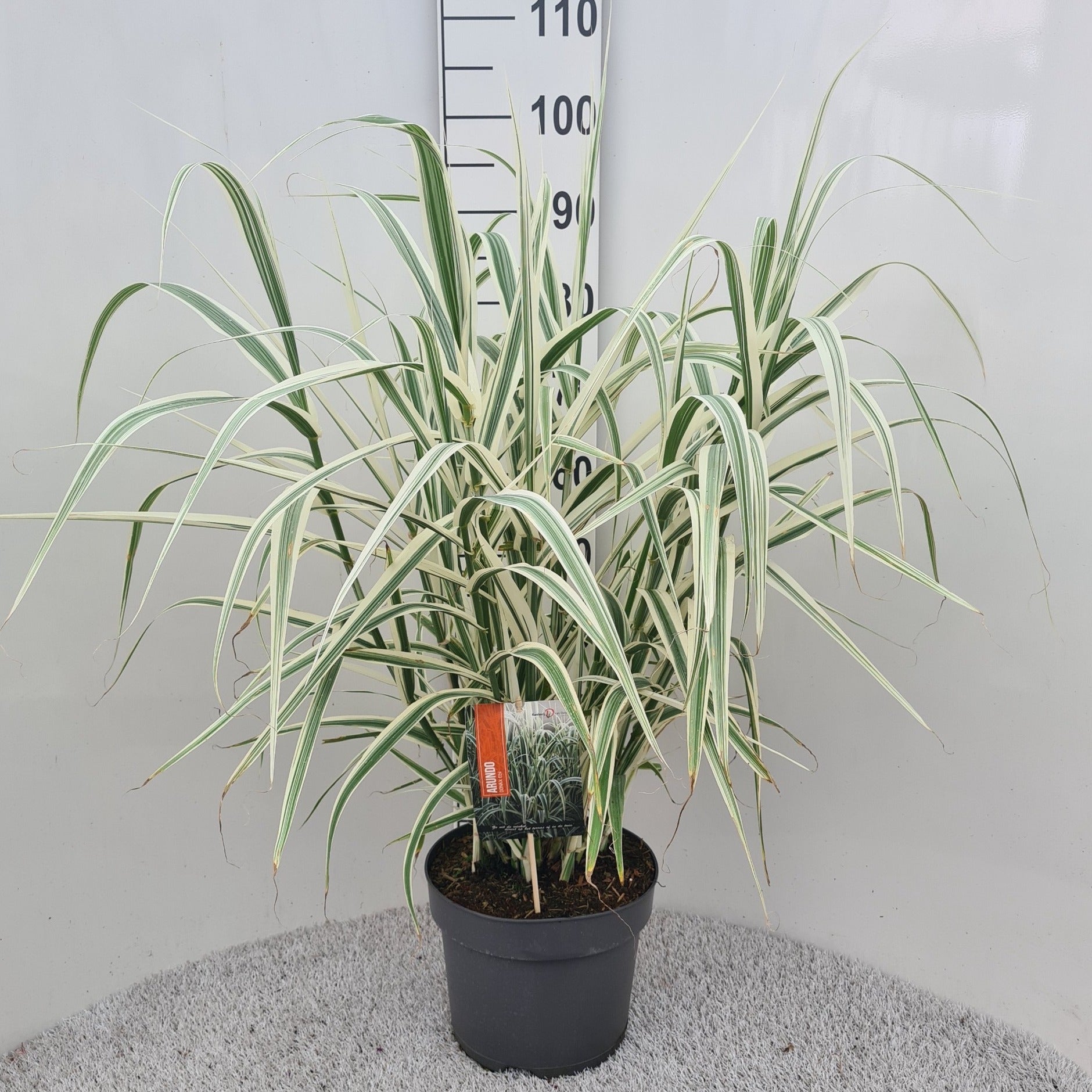 Arundo don. Versicolor 40cm 26cm Pot
