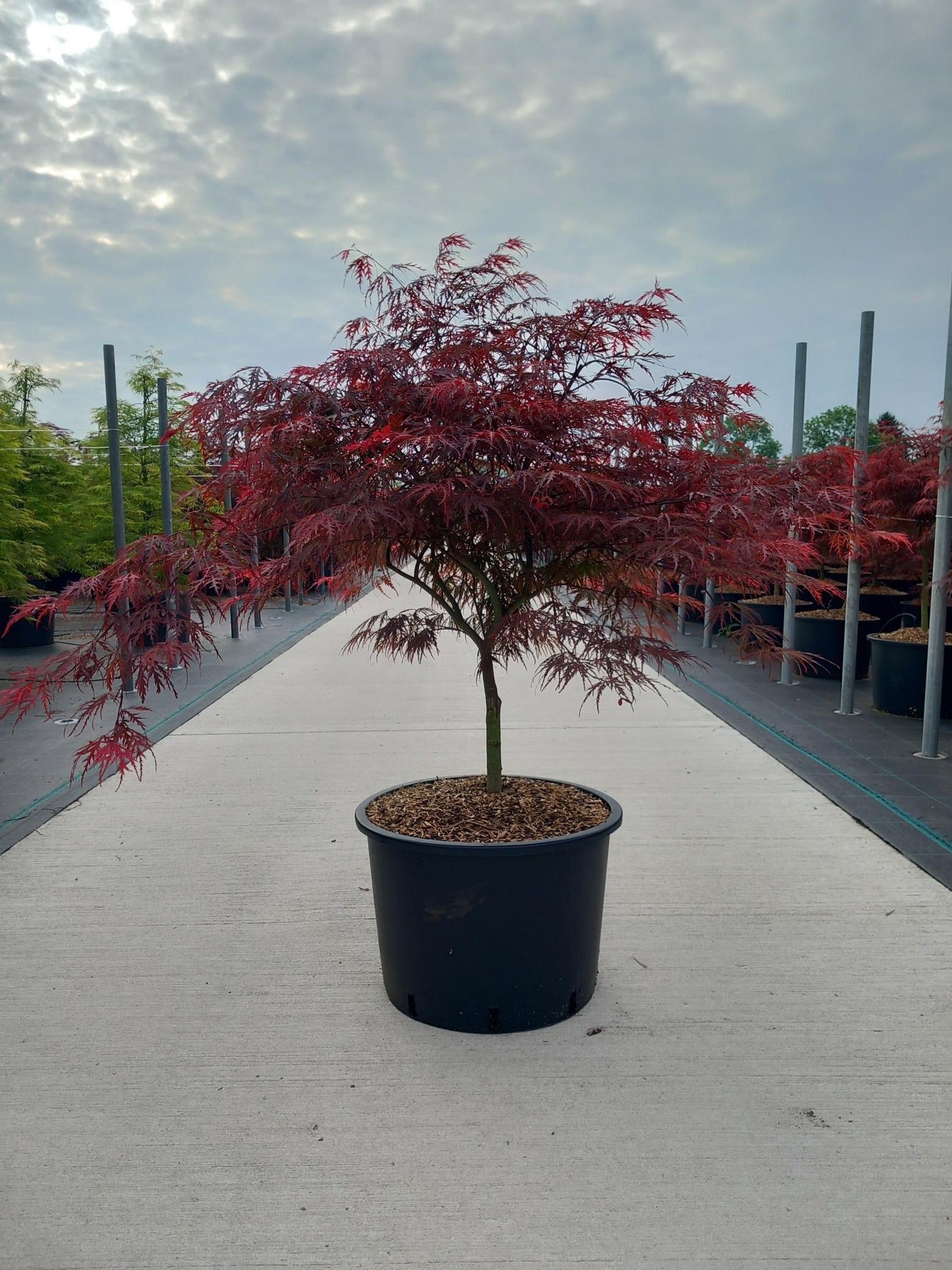 Acer palm. Garnet 110cm 45cm Pot