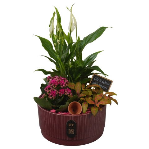 PTIB5124 Arrangementen kamerplanten 34cm 19cm Pot