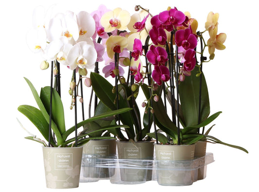 Phalaenopsis cascade mix 50cm 12cm Pot
