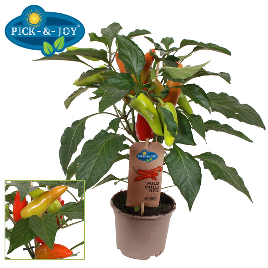 PICK&JOY Mild Chili red 40cm 14cm Pot