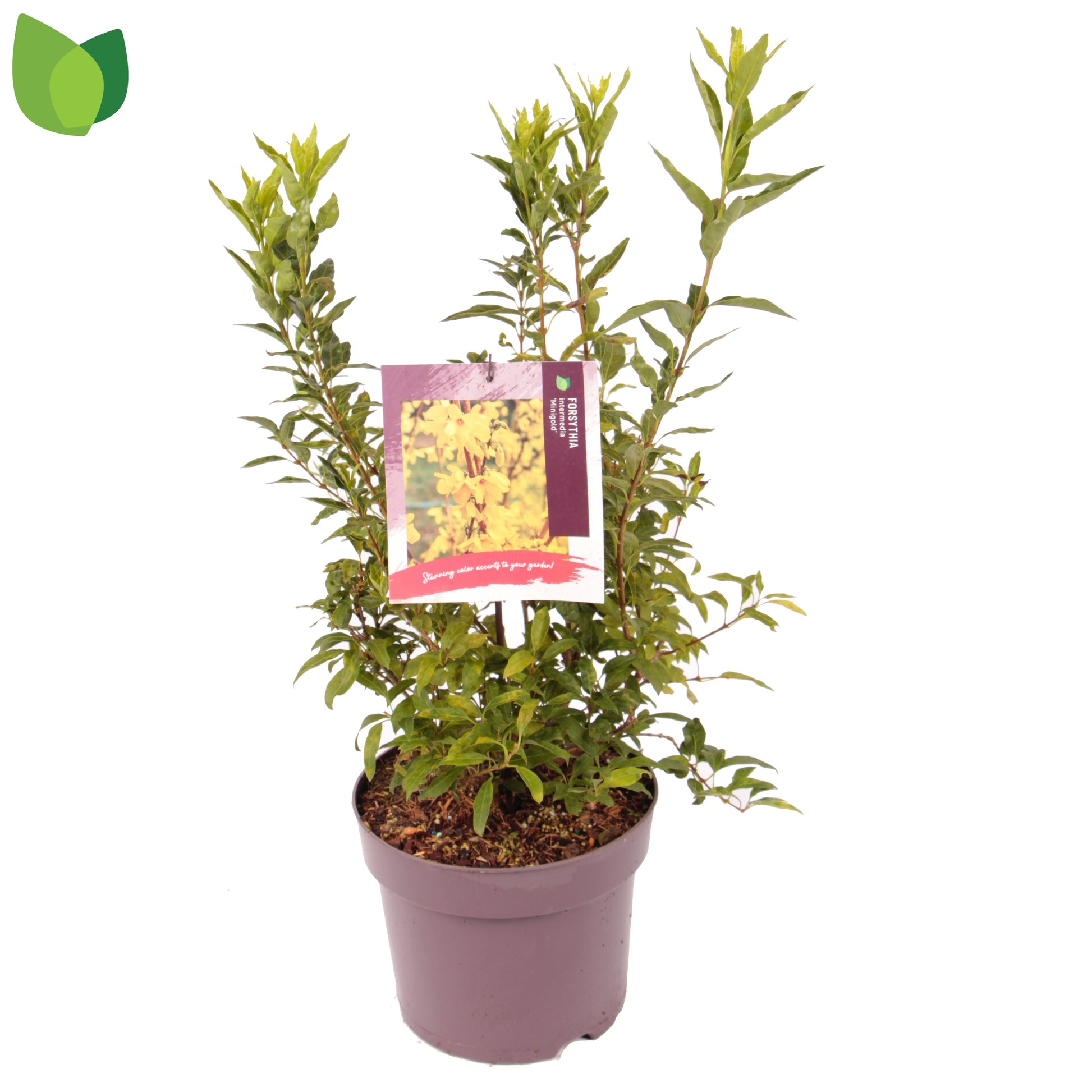 Forsythia Minigold 60cm 26cm Pot