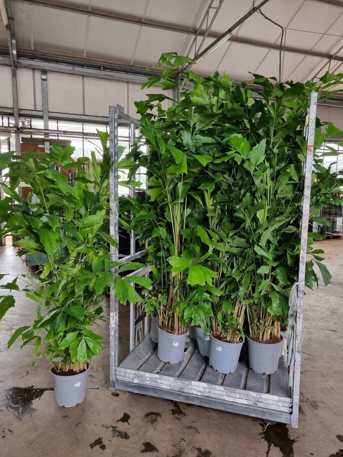 Caryota mitis 200cm 27cm Pot