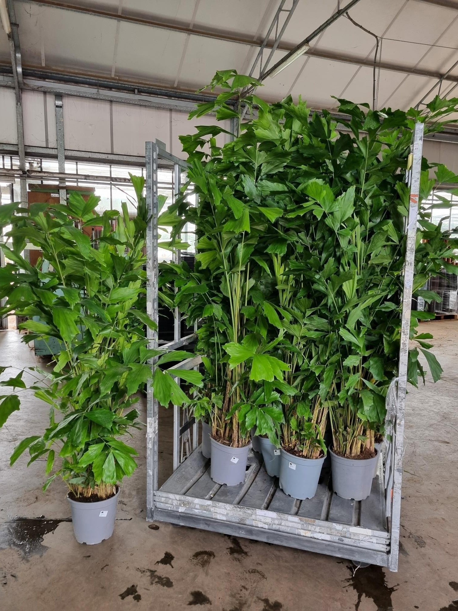 Caryota mitis 200cm 27cm Pot