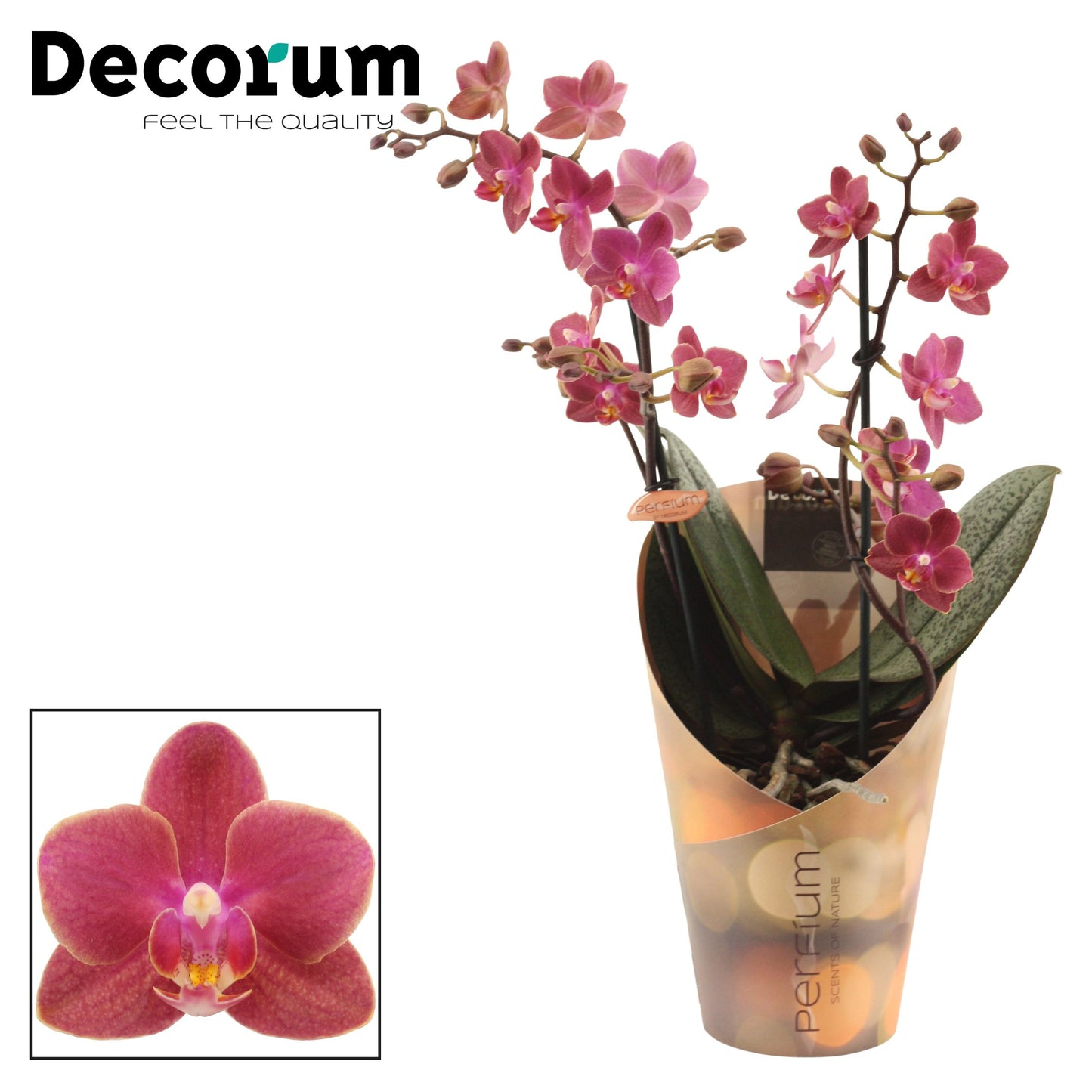Phalaenopsis mf. Diffusion perfium 35cm 12cm Pot