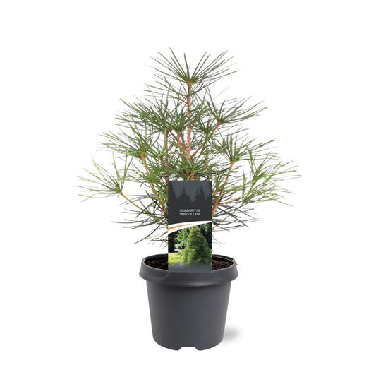 Sciadopitys verticillata 45cm 23cm Pot