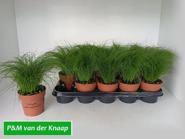 Stipa tenuifolia 30cm 12cm Pot