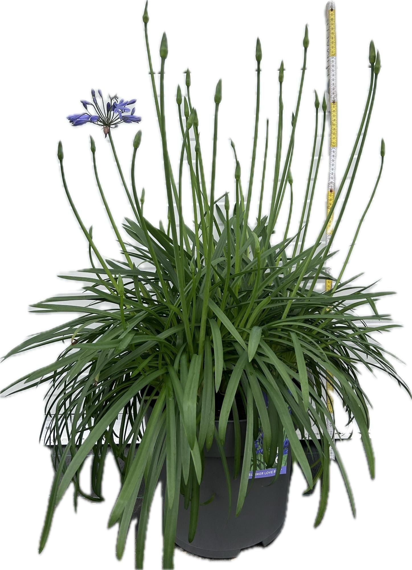 Agapanthus Summer Love Blue 100cm 30cm Pot