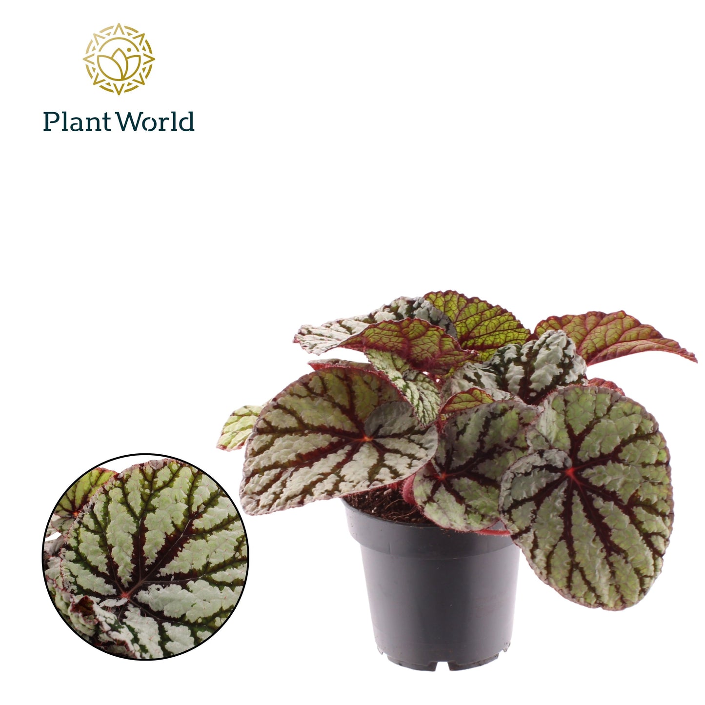 Begonia Magic Colours Fedor 25cm 12cm Pot