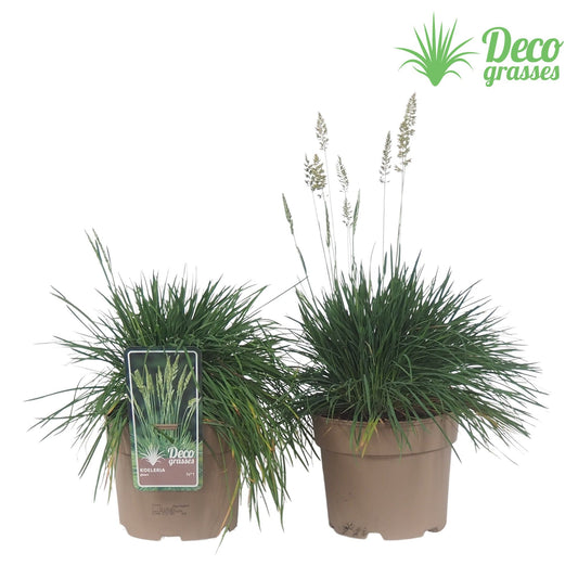 Koeleria glauca 30cm 19cm Pot