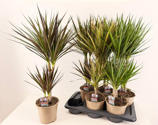 Dracaena mix 90cm 17cm Pot