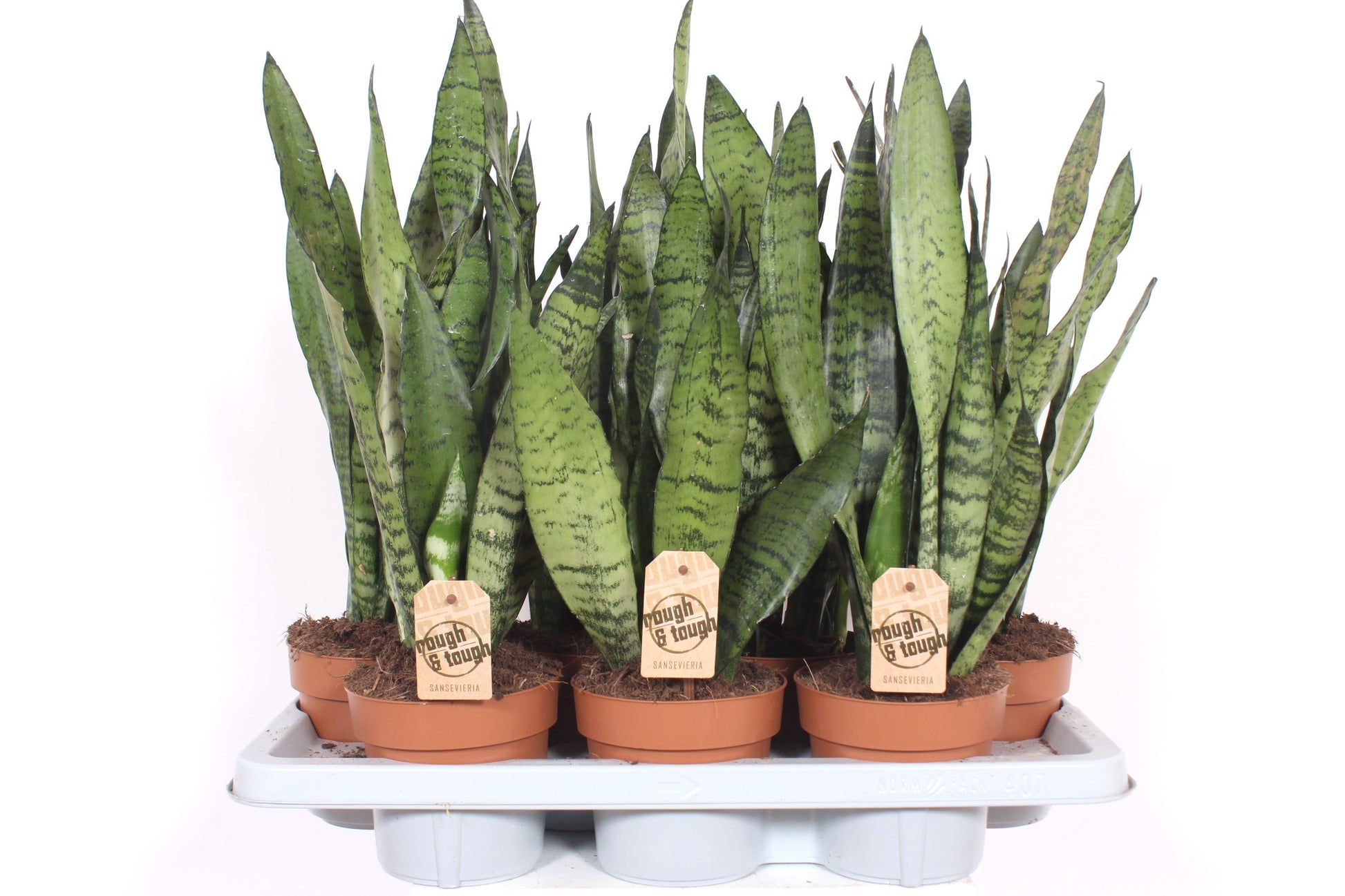 Sansevieria Zeylanica 50cm 14cm Pot