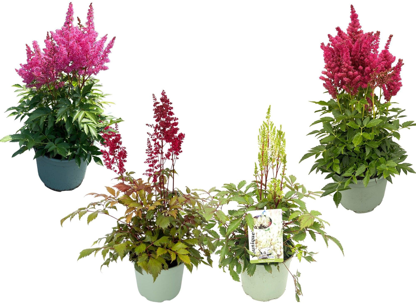 Astilbe Younique Lilac 40cm 17cm Pot