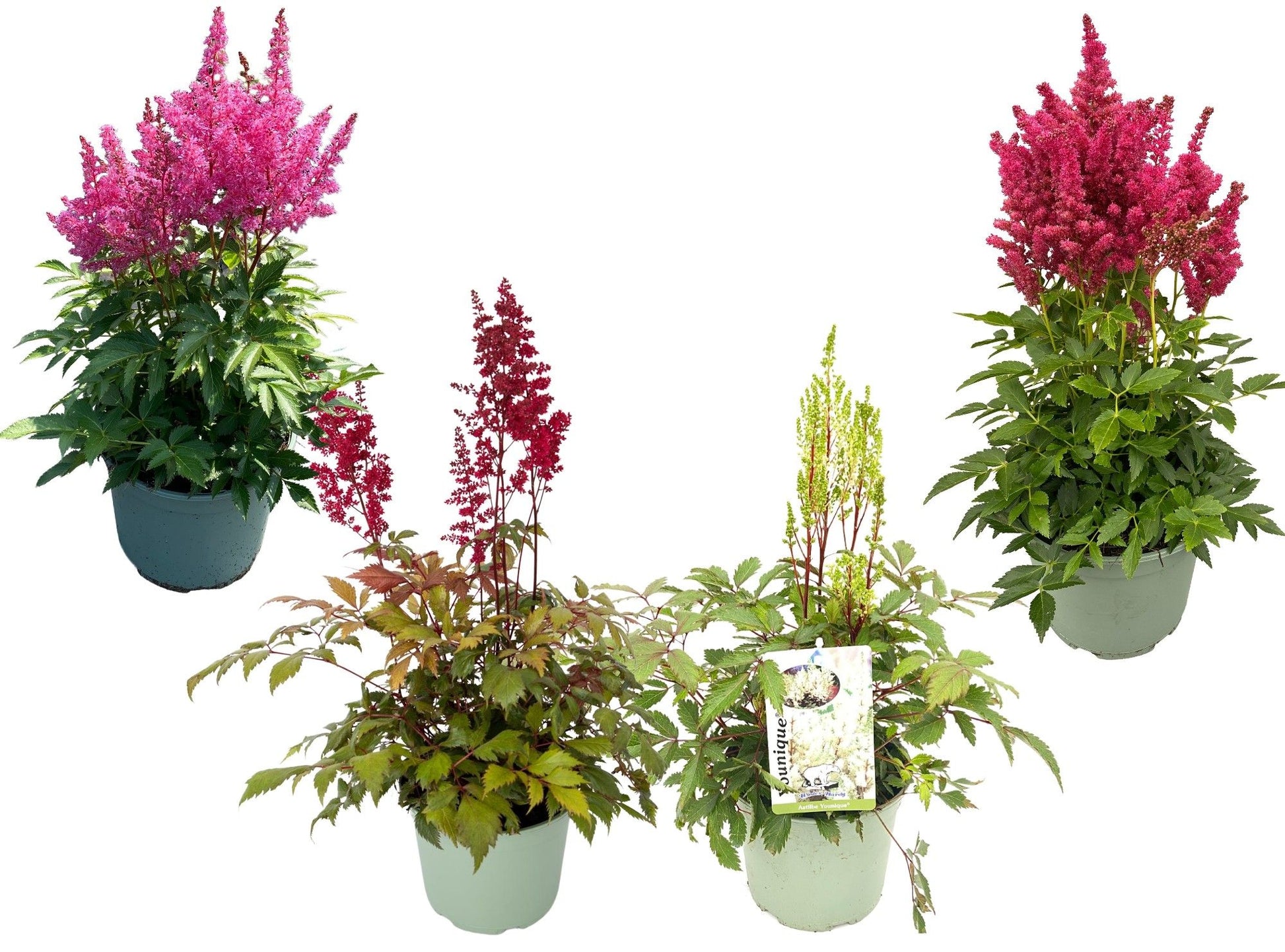 Astilbe Younique Lilac 40cm 17cm Pot