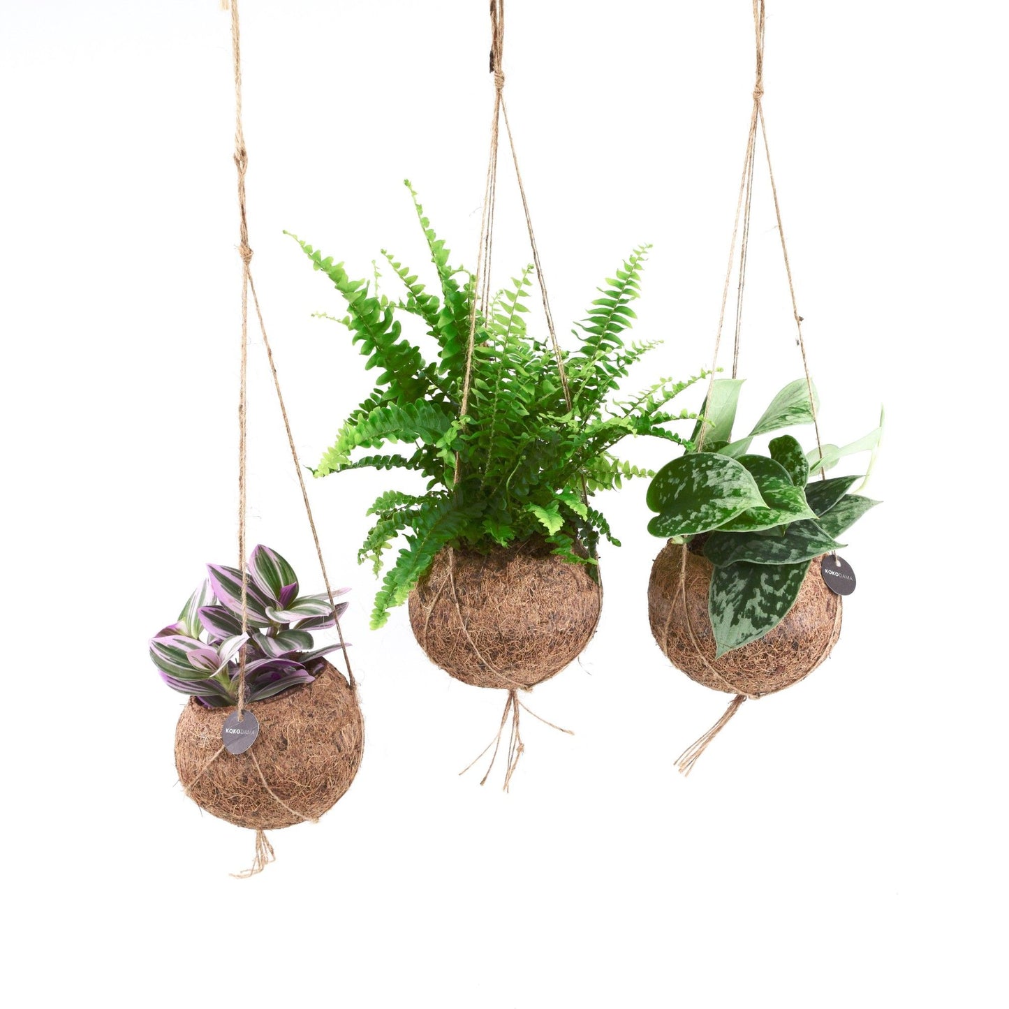 Kokodama foliage mix 20cm 12cm Pot