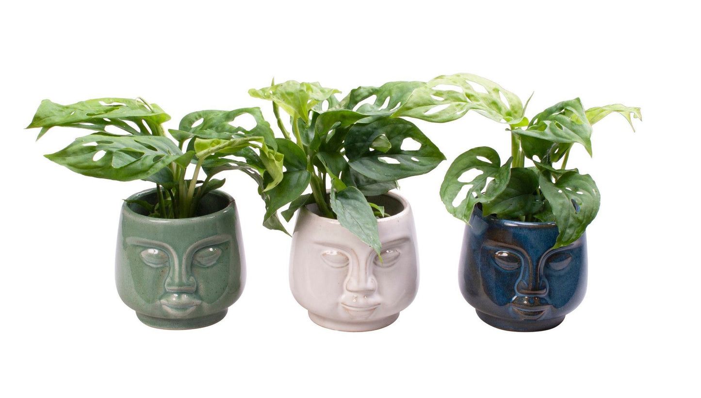 Monstera in face planter pot 12cm 6cm Pot
