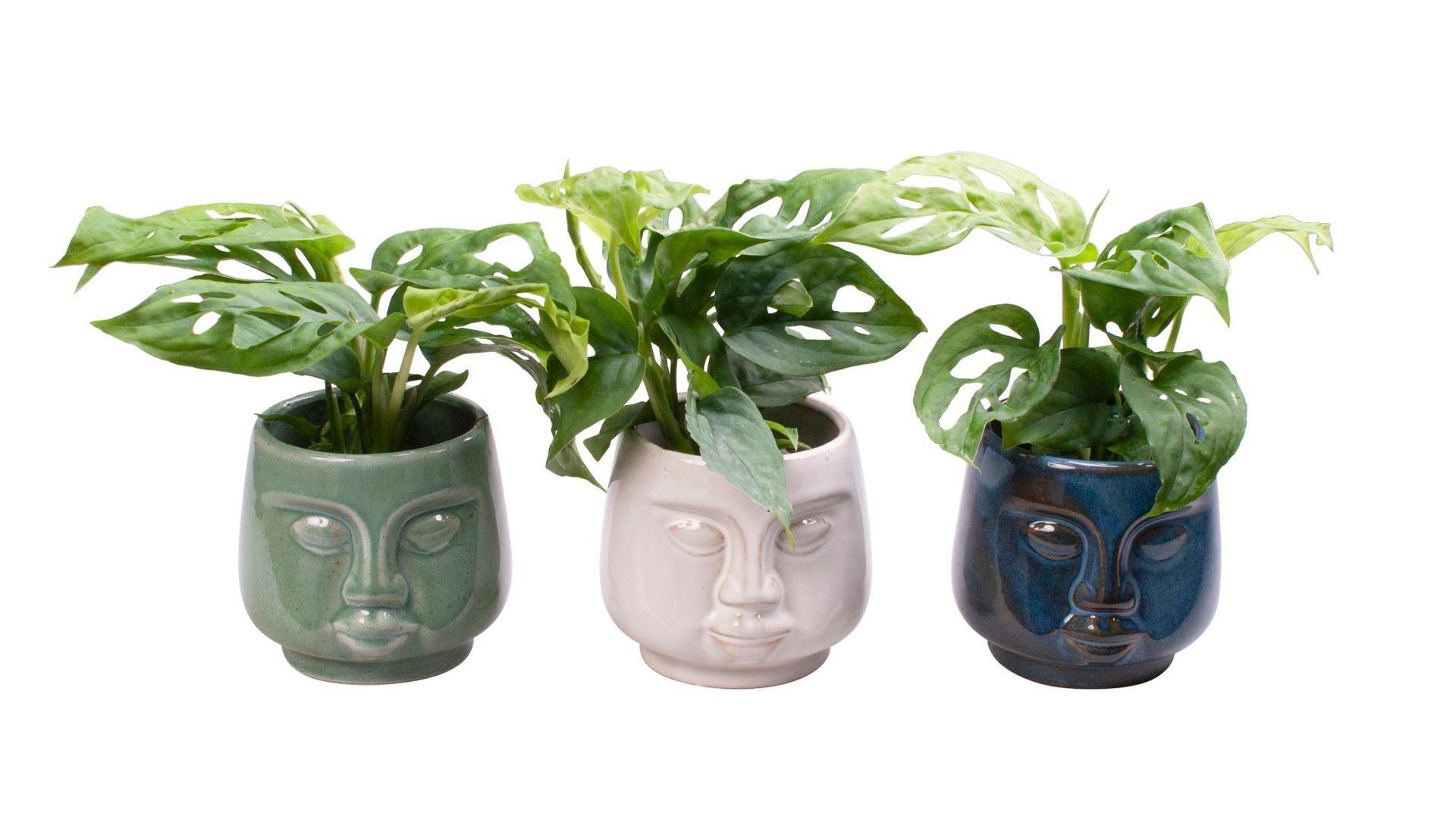 Monstera in face planter pot 12cm 6cm Pot