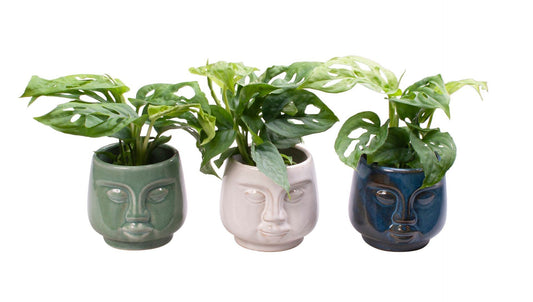 Monstera in face planter pot 12cm 6cm Pot