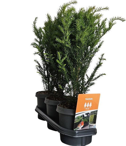 Taxus baccata 65cm 19cm Pot