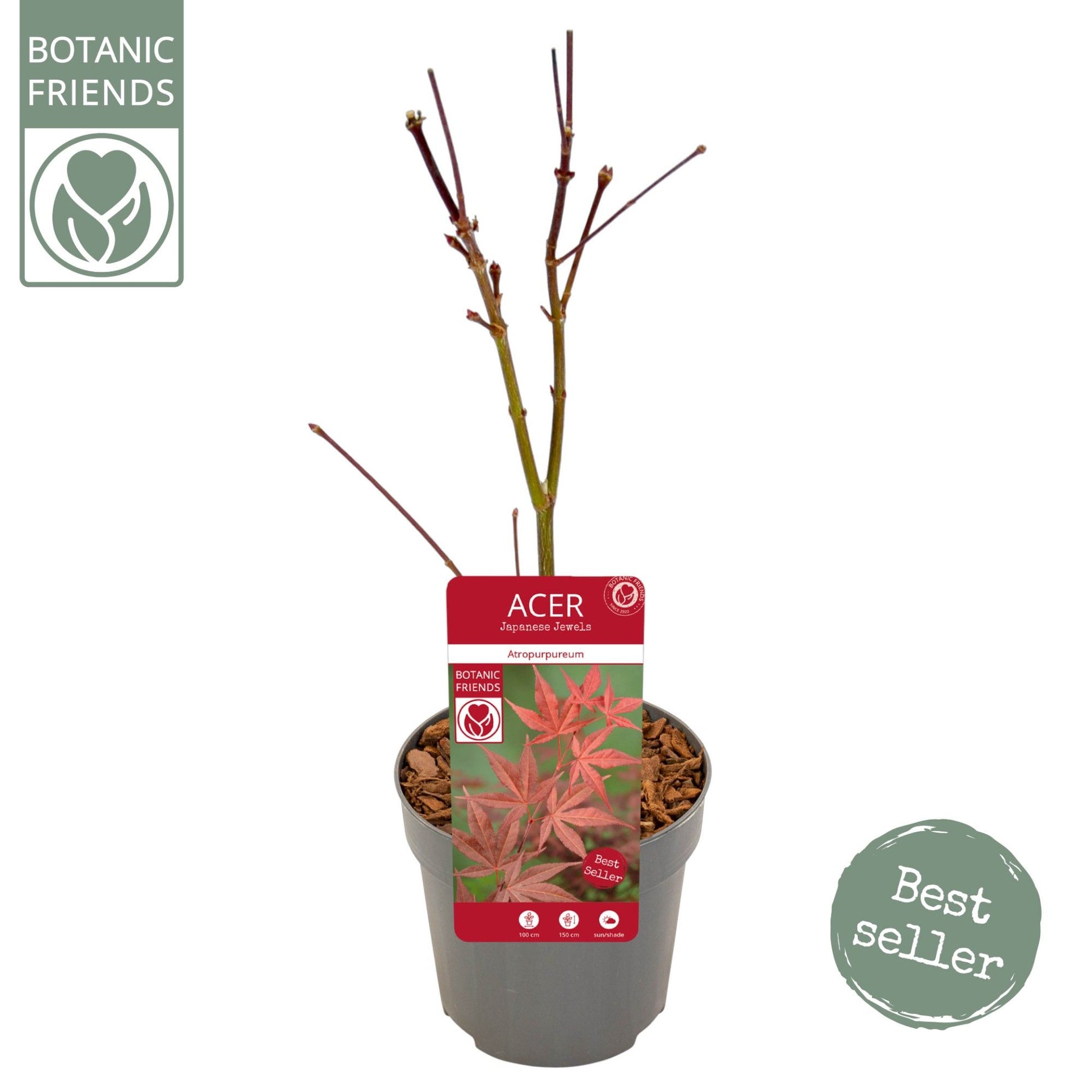 Acer palm. Atropurpureum 40cm 10cm Pot