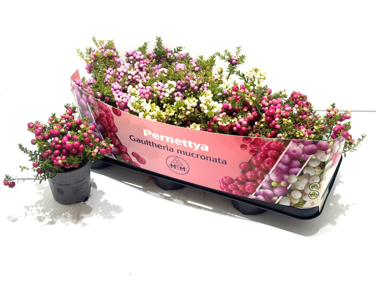 Gaultheria mucronata 15cm 10.5cm Pot