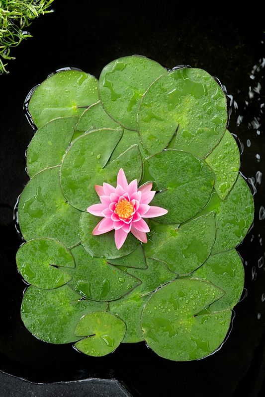 Nymphaea Firecrest 30cm 18cm Pot