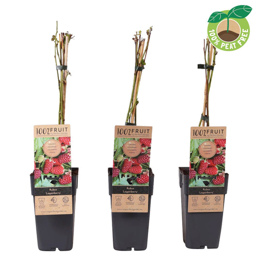 Rubus Loganberry (Raspberry x Blackberry hybrid) 50cm 15cm Pot