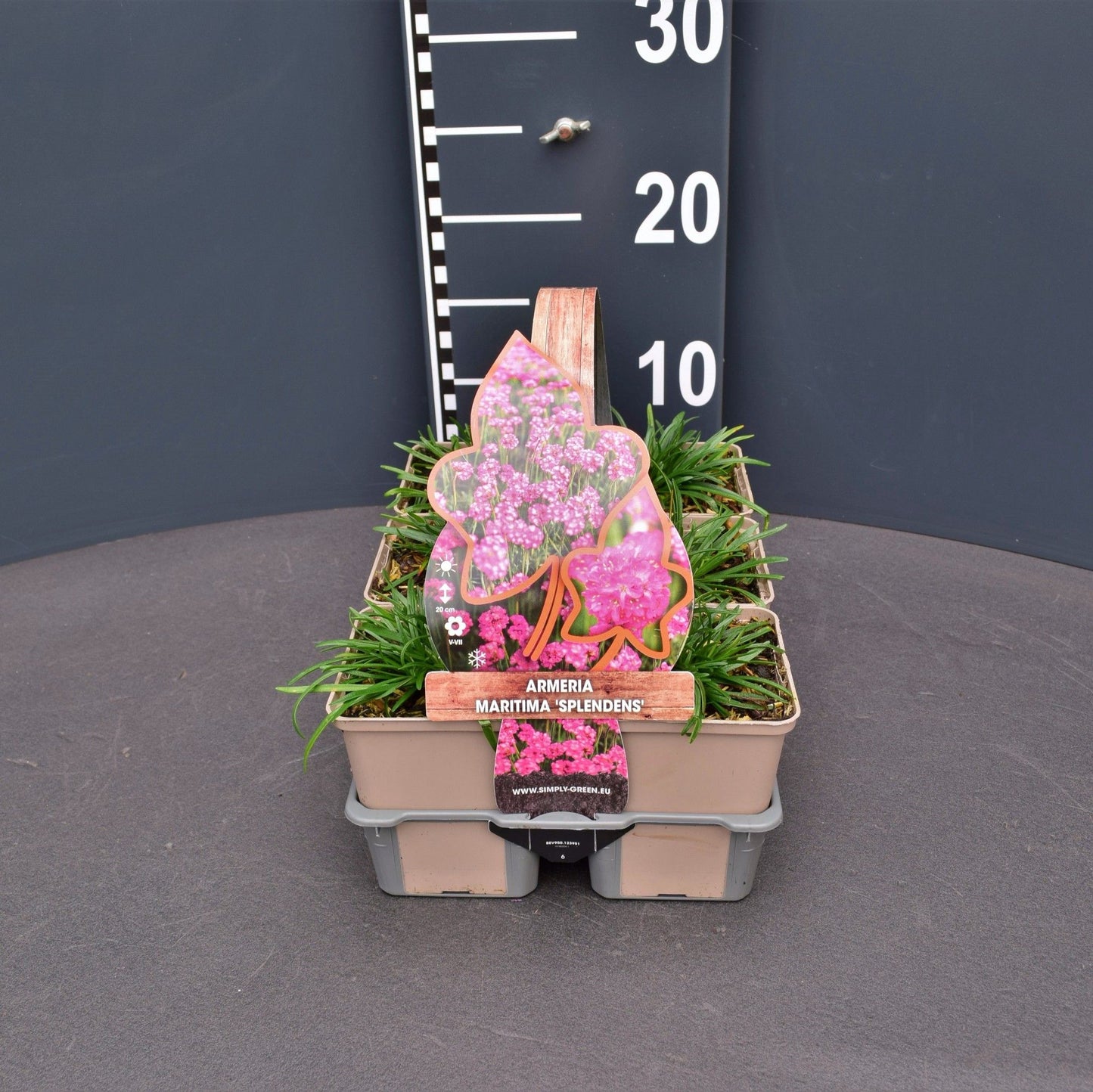 Armeria martima Splendens 6-pack 10cm 9cm Pot