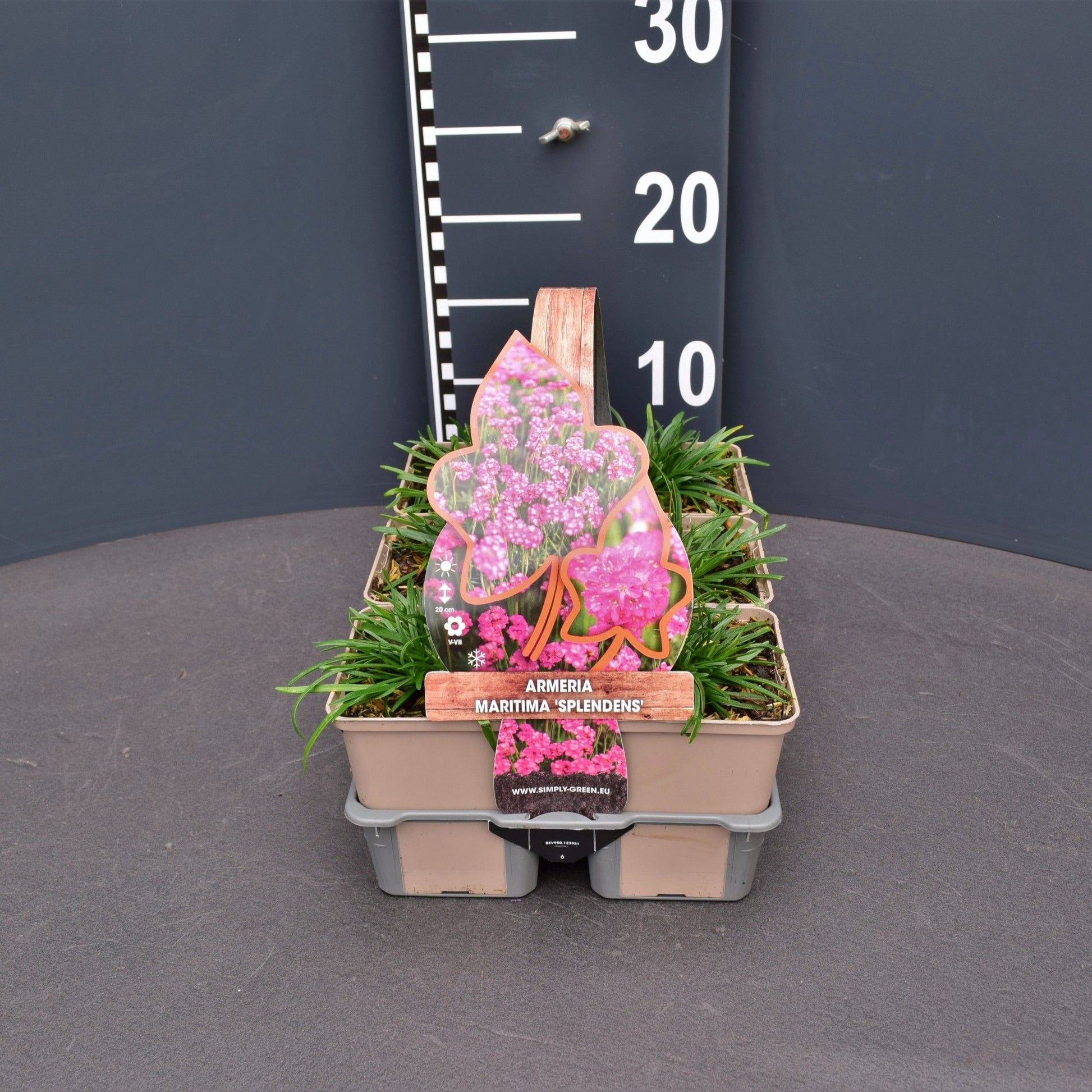 Armeria martima Splendens 6-pack 10cm 9cm Pot