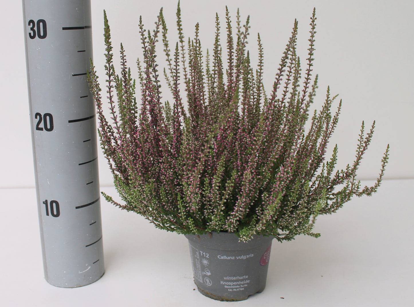 Calluna Garden Girls lila 25cm 12cm Pot